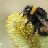 Buff-tailed bumblebee - Bombus terrestris ♀ | Fotografijos autorius : Gintautas Steiblys | © Macronature.eu | Macro photography web site