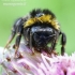Buff-tailed bumblebee - Bombus terrestris  | Fotografijos autorius : Gintautas Steiblys | © Macronature.eu | Macro photography web site
