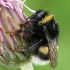 Buff-tailed bumblebee - Bombus terrestris  | Fotografijos autorius : Gintautas Steiblys | © Macronature.eu | Macro photography web site