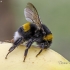 Buff-tailed bumblebee - Bombus terrestris | Fotografijos autorius : Darius Baužys | © Macronature.eu | Macro photography web site