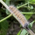 Buff-tip | Phalera bucephala | caterpillar | Fotografijos autorius : Darius Baužys | © Macronature.eu | Macro photography web site