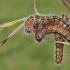 Buff-tip – Phalera bucephala, caterpillars | Fotografijos autorius : Agnė Našlėnienė | © Macronature.eu | Macro photography web site