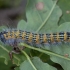 Buff-tip - Phalera bucephala, caterpillar | Fotografijos autorius : Žilvinas Pūtys | © Macronature.eu | Macro photography web site