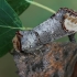 Buff-tip - Phalera bucephala | Fotografijos autorius : Gintautas Steiblys | © Macronature.eu | Macro photography web site