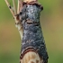 Buff-tip - Phalera bucephala | Fotografijos autorius : Gintautas Steiblys | © Macronature.eu | Macro photography web site