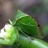 Buffalo Treehopper - Stictocephala bisonia | Fotografijos autorius : Romas Ferenca | © Macronature.eu | Macro photography web site