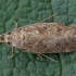 Builinis agonopteriksas - Agonopterix heracliana | Fotografijos autorius : Žilvinas Pūtys | © Macrogamta.lt | Šis tinklapis priklauso bendruomenei kuri domisi makro fotografija ir fotografuoja gyvąjį makro pasaulį.