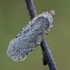 Builinis agonopteriksas - Agonopterix heracliana | Fotografijos autorius : Gintautas Steiblys | © Macrogamta.lt | Šis tinklapis priklauso bendruomenei kuri domisi makro fotografija ir fotografuoja gyvąjį makro pasaulį.