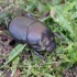 Bull-headed dung beetle - Onthophagus taurus ♀ | Fotografijos autorius : Romas Ferenca | © Macronature.eu | Macro photography web site