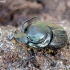 Bull-headed dung beetle - Onthophagus taurus ♂ | Fotografijos autorius : Romas Ferenca | © Macronature.eu | Macro photography web site