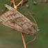 Bulvinis pelėdgalvis - Hydraecia micacea | Fotografijos autorius : Gintautas Steiblys | © Macrogamta.lt | Šis tinklapis priklauso bendruomenei kuri domisi makro fotografija ir fotografuoja gyvąjį makro pasaulį.