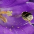 Bumblebee - Bombus sp.  | Fotografijos autorius : Gintautas Steiblys | © Macronature.eu | Macro photography web site