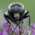 Bumblebee Hoverfly - Volucella bombylans ♂ | Fotografijos autorius : Žilvinas Pūtys | © Macronature.eu | Macro photography web site