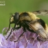 Bumblebee Hoverfly - Volucella bombylans  | Fotografijos autorius : Gintautas Steiblys | © Macronature.eu | Macro photography web site