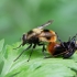Bumblebee Hoverfly - Volucella bombylans | Fotografijos autorius : Zita Gasiūnaitė | © Macronature.eu | Macro photography web site