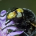 Bumblebee Hoverfly - Volucella bombylans | Fotografijos autorius : Irenėjas Urbonavičius | © Macronature.eu | Macro photography web site