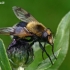 Bumblebee Hoverfly - Volucella bombylans | Fotografijos autorius : Gintautas Steiblys | © Macronature.eu | Macro photography web site