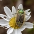 Bumblebee scarab beetle - Eulasia diadema | Fotografijos autorius : Žilvinas Pūtys | © Macronature.eu | Macro photography web site