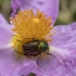Bumblebee scarab beetle - Eulasia diadema | Fotografijos autorius : Žilvinas Pūtys | © Macronature.eu | Macro photography web site
