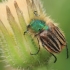 Bumblebee scarab beetle - Eulasia pareyssei | Fotografijos autorius : Gintautas Steiblys | © Macronature.eu | Macro photography web site