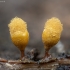 Buožiškasis garbanūnas - Hemitrichia cf. clavata | Fotografijos autorius : Žilvinas Pūtys | © Macrogamta.lt | Šis tinklapis priklauso bendruomenei kuri domisi makro fotografija ir fotografuoja gyvąjį makro pasaulį.