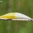 Burnet moth - Zygaenidae cocoon | Fotografijos autorius : Algirdas Vilkas | © Macronature.eu | Macro photography web site