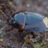 Burrowing bug - Macroscytus brunneus | Fotografijos autorius : Žilvinas Pūtys | © Macronature.eu | Macro photography web site