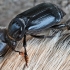 Black Sexton Beetle - Nicrophorus humator | Fotografijos autorius : Kazimieras Martinaitis | © Macronature.eu | Macro photography web site