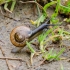 Bush snail | Fruticicola fruticum | Fotografijos autorius : Darius Baužys | © Macronature.eu | Macro photography web site