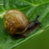 Bush snail - Fruticicola fruticum  | Fotografijos autorius : Gintautas Steiblys | © Macronature.eu | Macro photography web site