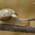 Bush snail - Fruticicola fruticum, juv.  | Fotografijos autorius : Gintautas Steiblys | © Macronature.eu | Macro photography web site