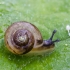 Bush snail - Fruticicola fruticum, juv. | Fotografijos autorius : Darius Baužys | © Macronature.eu | Macro photography web site