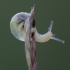 Bush snail - Fruticicola fruticum | Fotografijos autorius : Žilvinas Pūtys | © Macronature.eu | Macro photography web site