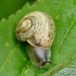 Bush snail - Fruticicola fruticum | Fotografijos autorius : Kazimieras Martinaitis | © Macrogamta.lt | Šis tinklapis priklauso bendruomenei kuri domisi makro fotografija ir fotografuoja gyvąjį makro pasaulį.
