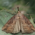 Buttoned Snout - Hypena rostralis | Fotografijos autorius : Gintautas Steiblys | © Macronature.eu | Macro photography web site