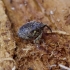 Cabbage Stem Weevil - Ceutorhynchus pallidactylus | Fotografijos autorius : Romas Ferenca | © Macronature.eu | Macro photography web site
