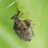 Cabbage Stem Weevil - Ceutorhynchus pallidactylus | Fotografijos autorius : Vidas Brazauskas | © Macronature.eu | Macro photography web site