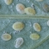 Cabbage Whitefly - Aleyrodes proletella, larvae | Fotografijos autorius : Žilvinas Pūtys | © Macronature.eu | Macro photography web site