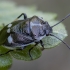 Cabbage bug - Eurydema oleracea ♂ | Fotografijos autorius : Žilvinas Pūtys | © Macronature.eu | Macro photography web site