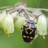 Cabbage bug - Eurydema oleracea | Fotografijos autorius : Darius Baužys | © Macronature.eu | Macro photography web site