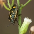 Cabbage bug - Eurydema oleracea | Fotografijos autorius : Žilvinas Pūtys | © Macronature.eu | Macro photography web site