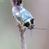 Cabbage bug - Eurydema oleracea | Fotografijos autorius : Romas Ferenca | © Macrogamta.lt | Šis tinklapis priklauso bendruomenei kuri domisi makro fotografija ir fotografuoja gyvąjį makro pasaulį.