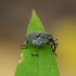 Cabbage seed weevil - Ceutorhynchus obstrictus | Fotografijos autorius : Romas Ferenca | © Macronature.eu | Macro photography web site