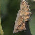 Camberwell Beauty - Nymphalis antiopa, pupa | Fotografijos autorius : Gintautas Steiblys | © Macronature.eu | Macro photography web site