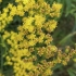 Kanadinė rykštenė - Solidago canadensis | Fotografijos autorius : Gintautas Steiblys | © Macronature.eu | Macro photography web site