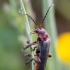 Raudonkojis minkštavabalis - Cantharis rustica | Fotografijos autorius : Žilvinas Pūtys | © Macrogamta.lt | Šis tinklapis priklauso bendruomenei kuri domisi makro fotografija ir fotografuoja gyvąjį makro pasaulį.