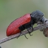 Capuchin beetle - Bostrichus capucinus | Fotografijos autorius : Gintautas Steiblys | © Macronature.eu | Macro photography web site