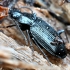 Ground Beetle - Agonum emarginatum | Fotografijos autorius : Kazimieras Martinaitis | © Macronature.eu | Macro photography web site