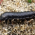 Carabus larva | Fotografijos autorius : Vitalii Alekseev | © Macronature.eu | Macro photography web site