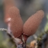 Carnival Candy Slime Mold - Arcyria denudata | Fotografijos autorius : Žilvinas Pūtys | © Macronature.eu | Macro photography web site